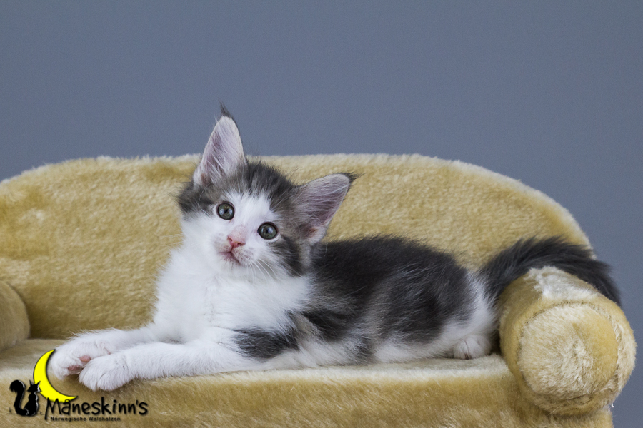 Yemaya (56 Tage alt)