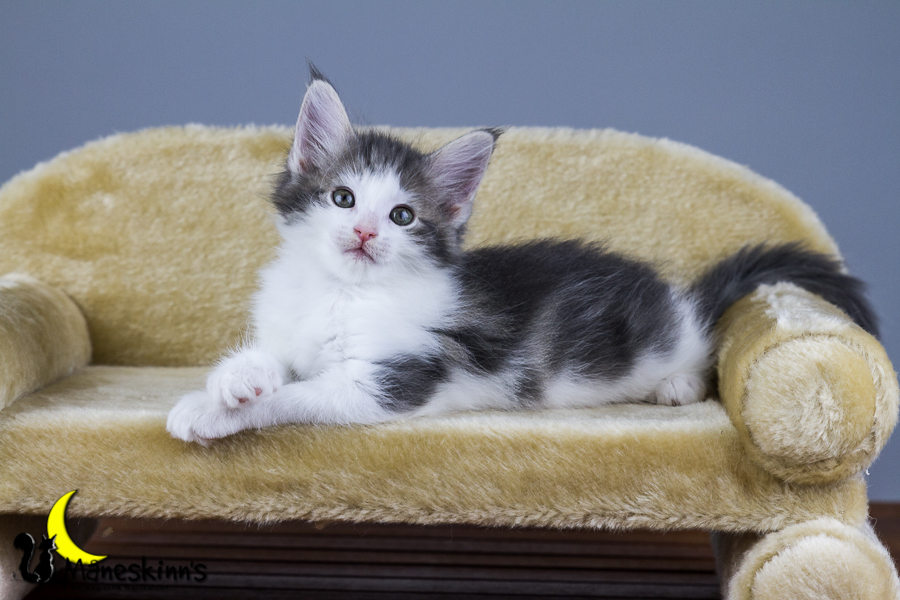 Yemaya (56 Tage alt)