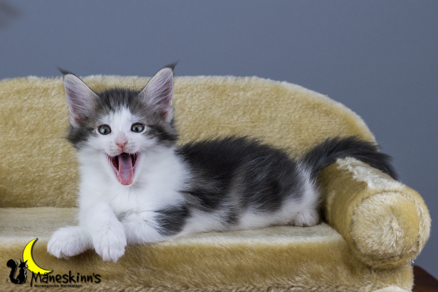 Yemaya (56 Tage alt)