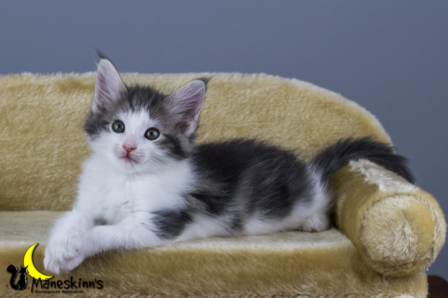 Yemaya (56 Tage alt)