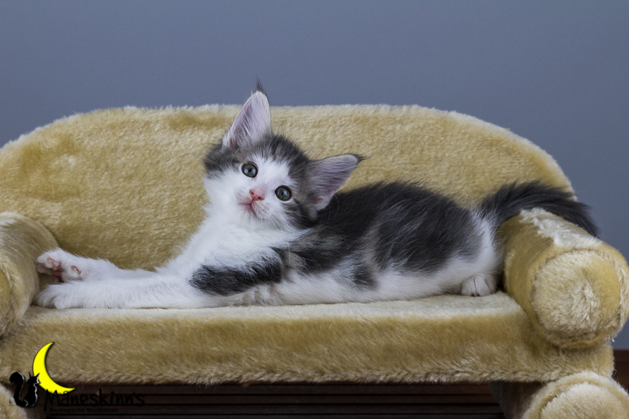 Yemaya (56 Tage alt)