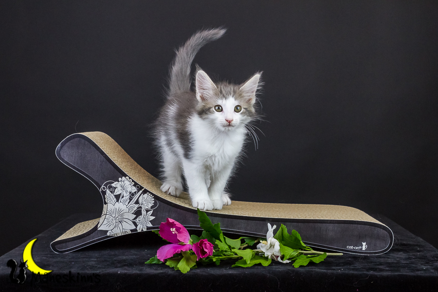 Yemaya (63 Tage alt)