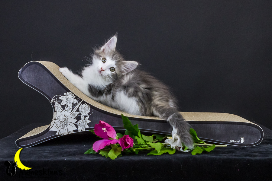 Yemaya (63 Tage alt)