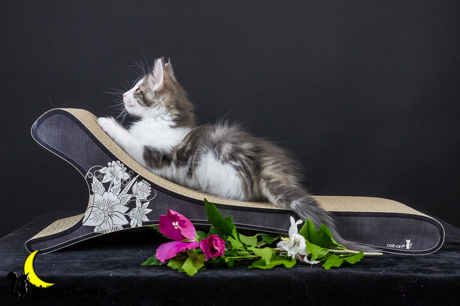 Yemaya (63 Tage alt)