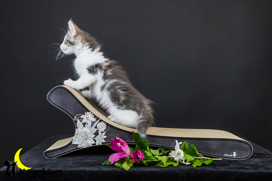 Yemaya (63 Tage alt)