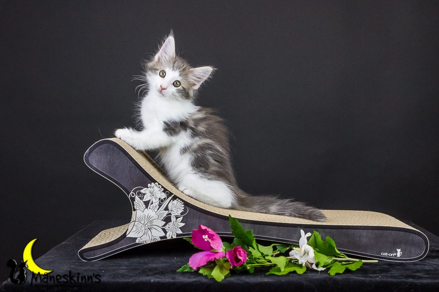 Yemaya (63 Tage alt)