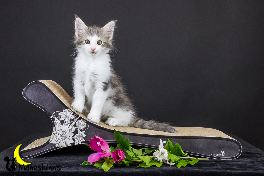 Yemaya (63 Tage alt)