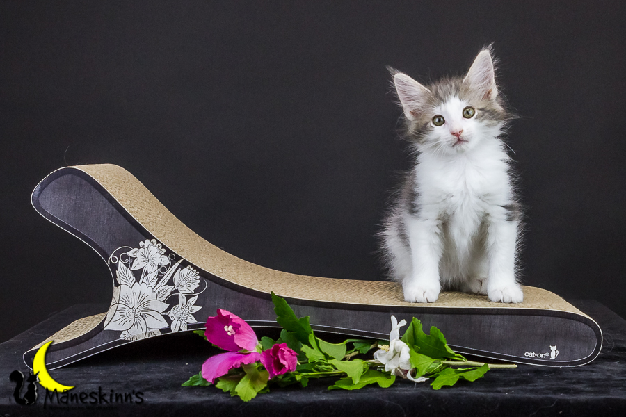 Yemaya (63 Tage alt)