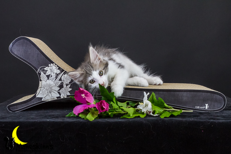 Yemaya (63 Tage alt)