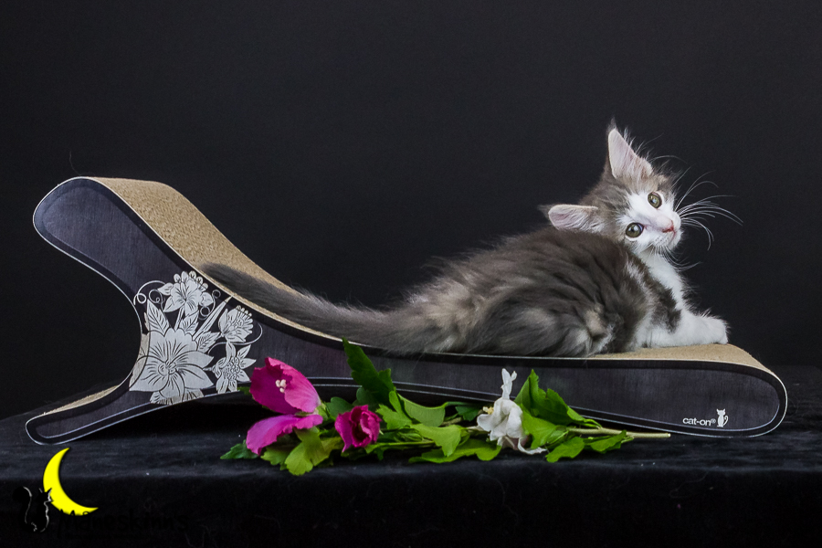 Yemaya (63 Tage alt)