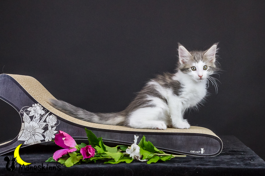 Yemaya (63 Tage alt)