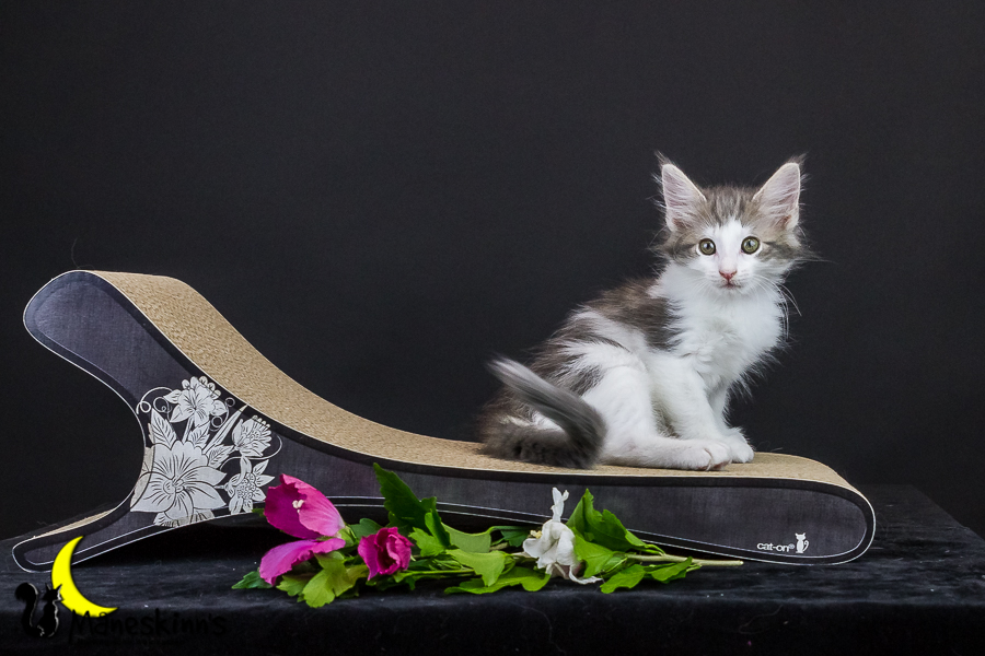 Yemaya (63 Tage alt)