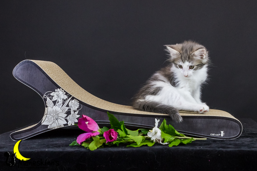 Yemaya (63 Tage alt)