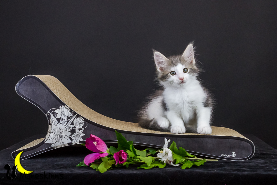 Yemaya (63 Tage alt)