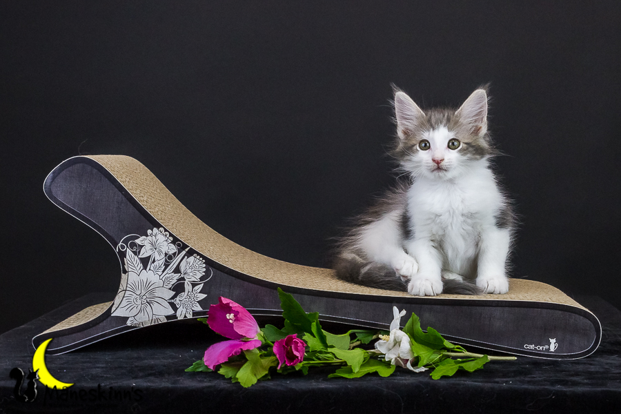 Yemaya (63 Tage alt)