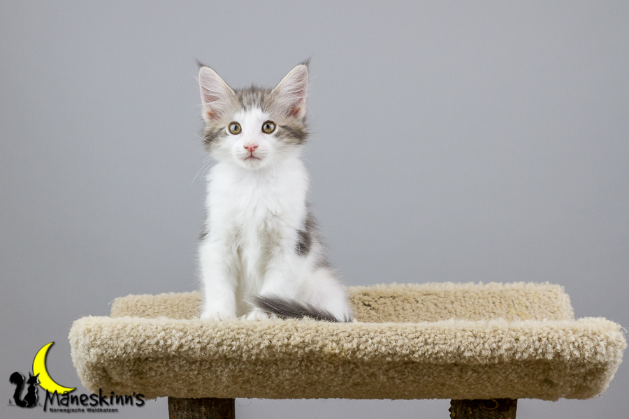 Yemaya (70 Tage alt)