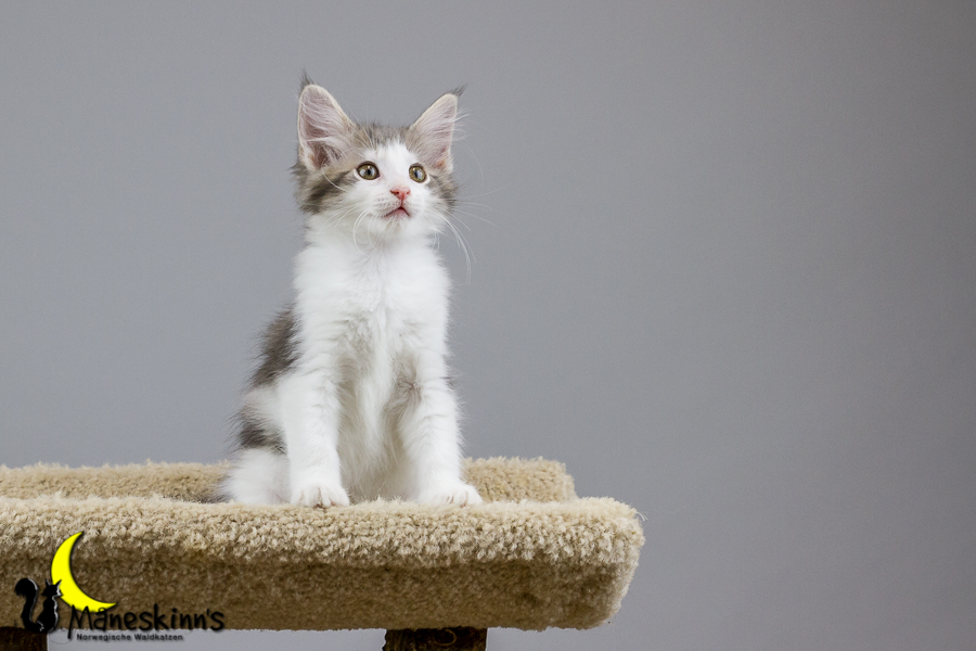 Yemaya (70 Tage alt)