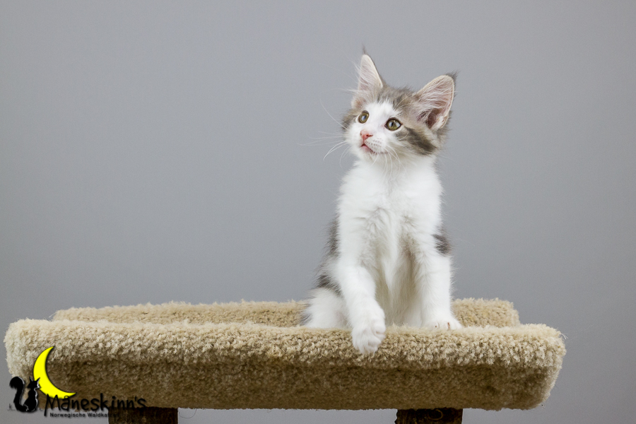 Yemaya (70 Tage alt)