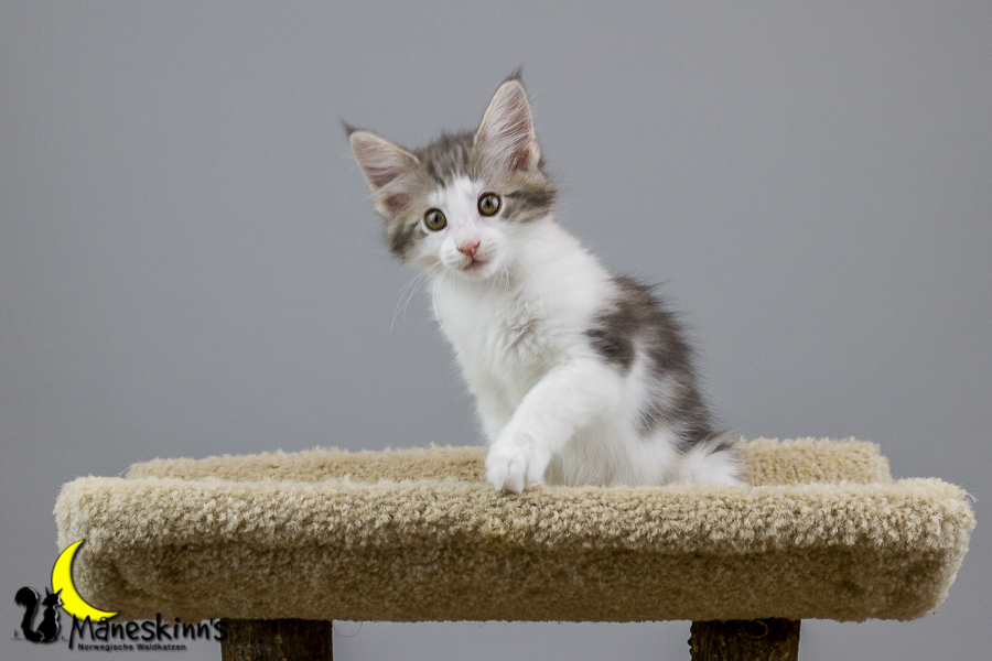 Yemaya (70 Tage alt)