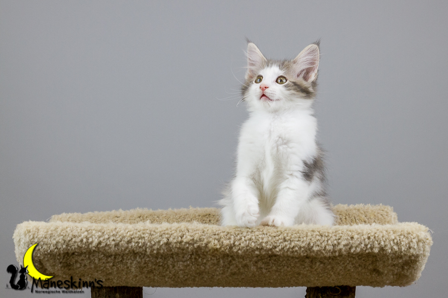 Yemaya (70 Tage alt)