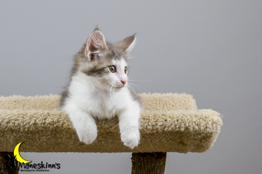 Yemaya (70 Tage alt)