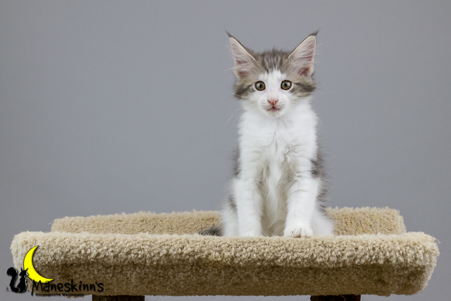 Yemaya (70 Tage alt)