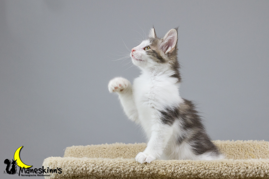 Yemaya (70 Tage alt)