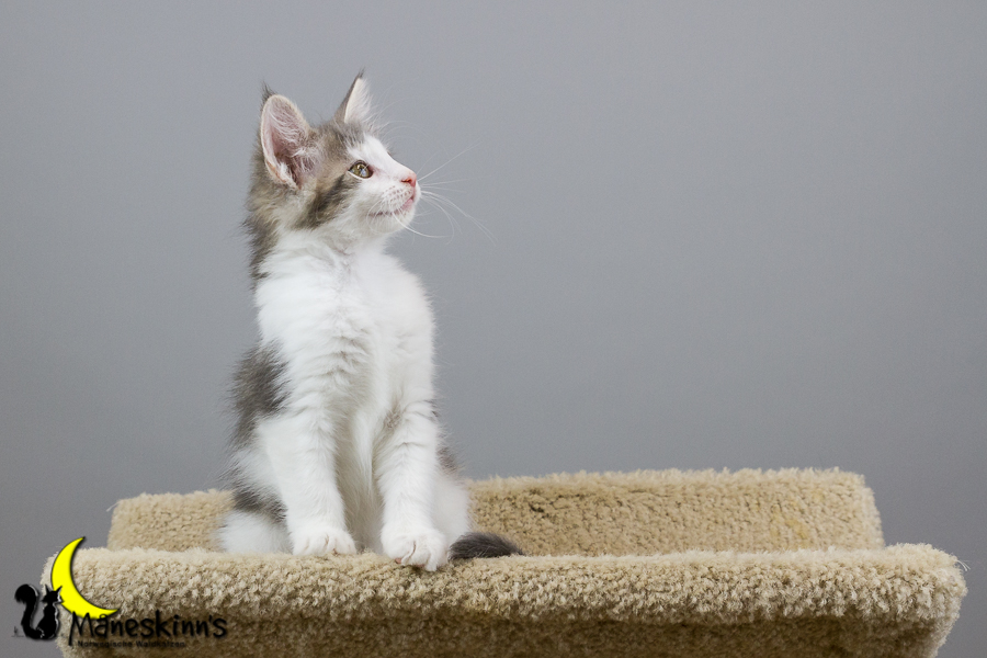 Yemaya (70 Tage alt)