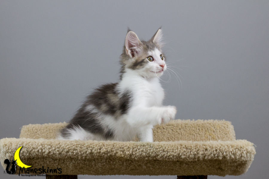 Yemaya (70 Tage alt)