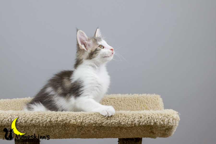 Yemaya (70 Tage alt)