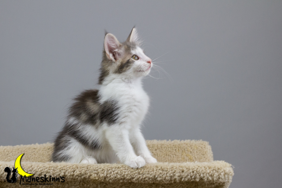 Yemaya (70 Tage alt)