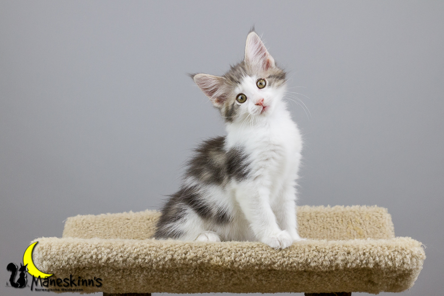 Yemaya (70 Tage alt)