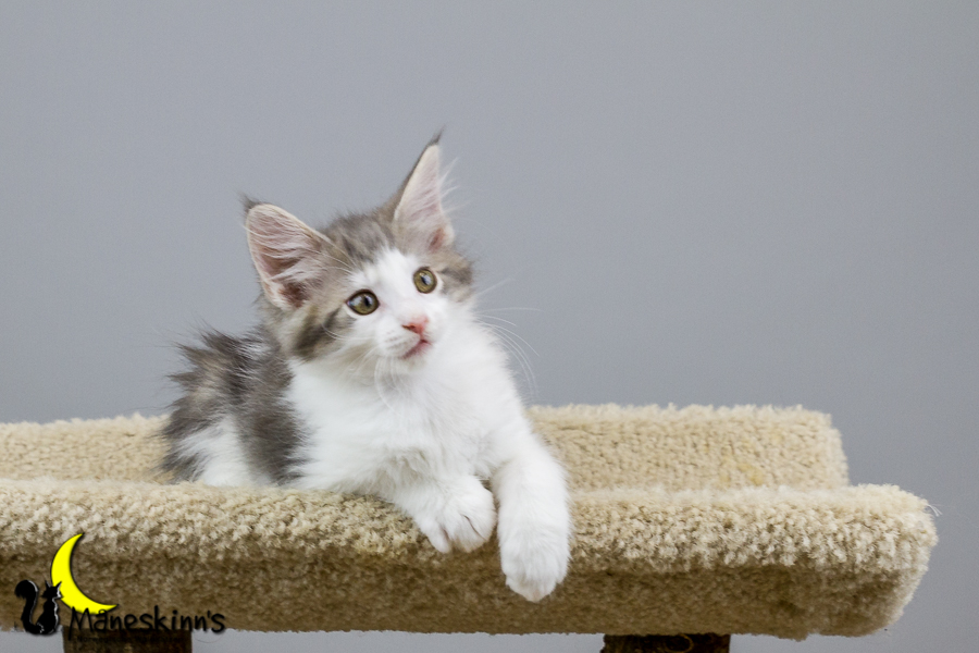 Yemaya (70 Tage alt)