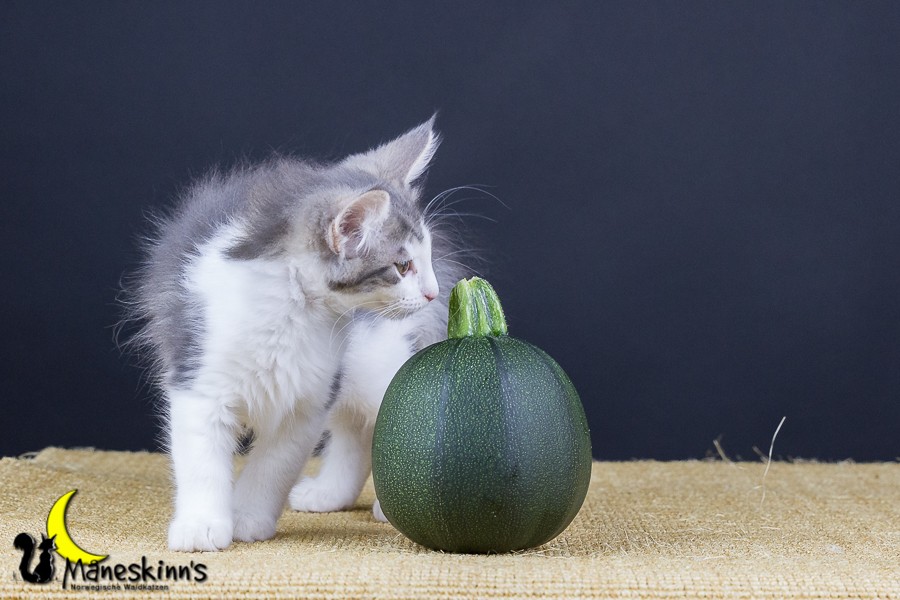 Yemaya (77 Tage alt)