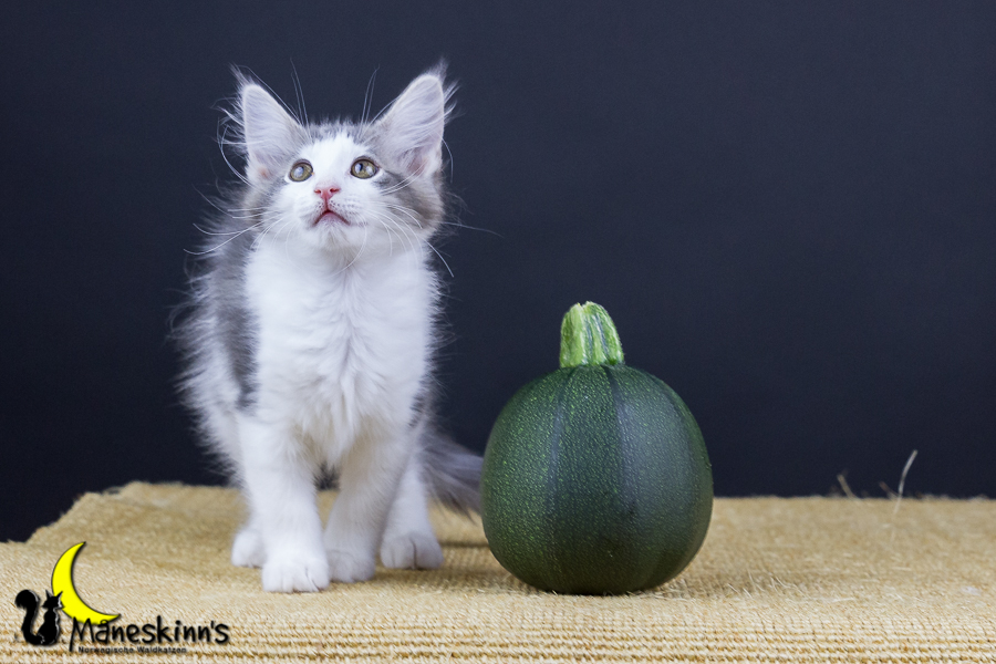 Yemaya (77 Tage alt)