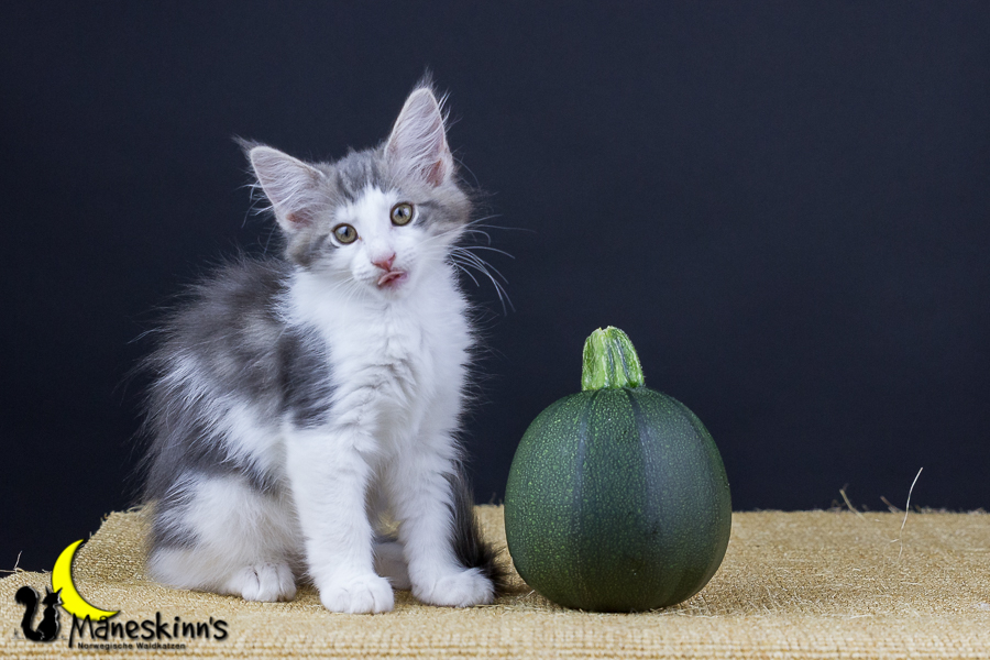 Yemaya (77 Tage alt)