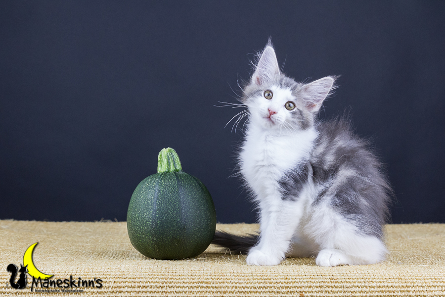 Yemaya (77 Tage alt)