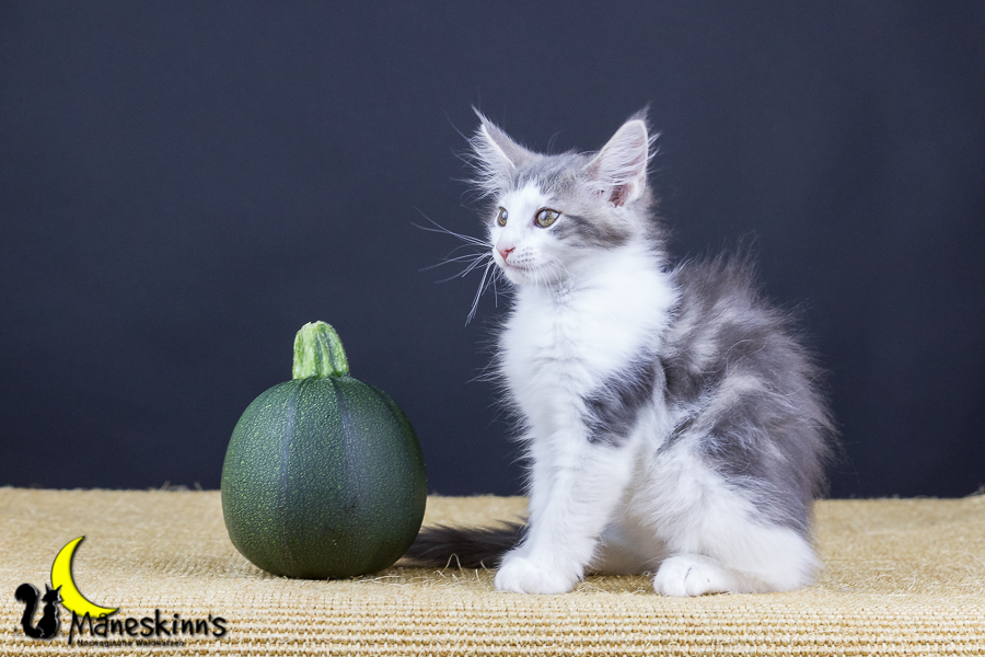 Yemaya (77 Tage alt)