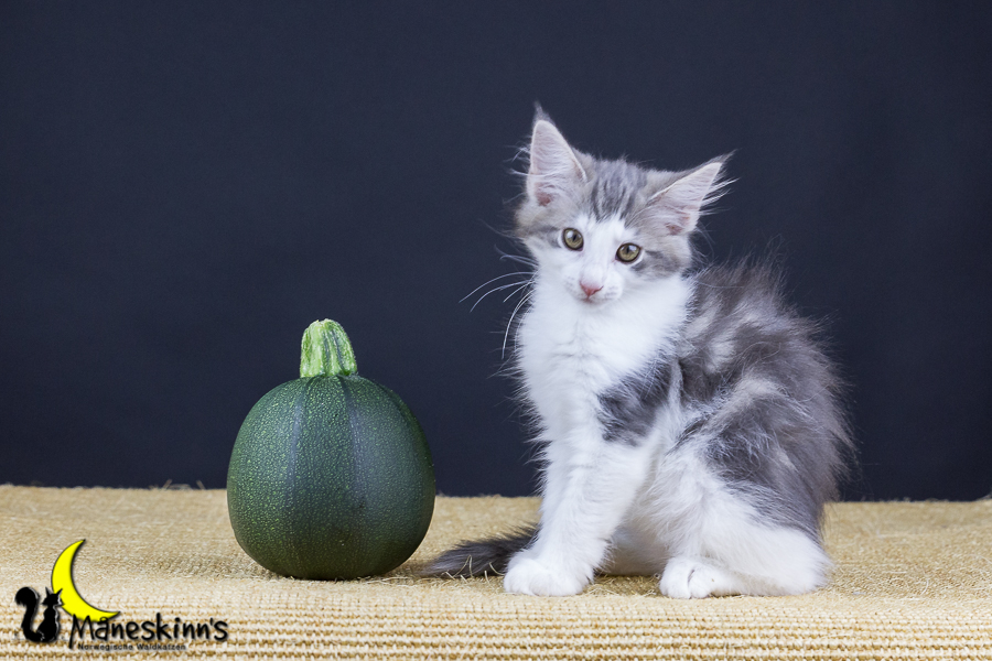 Yemaya (77 Tage alt)