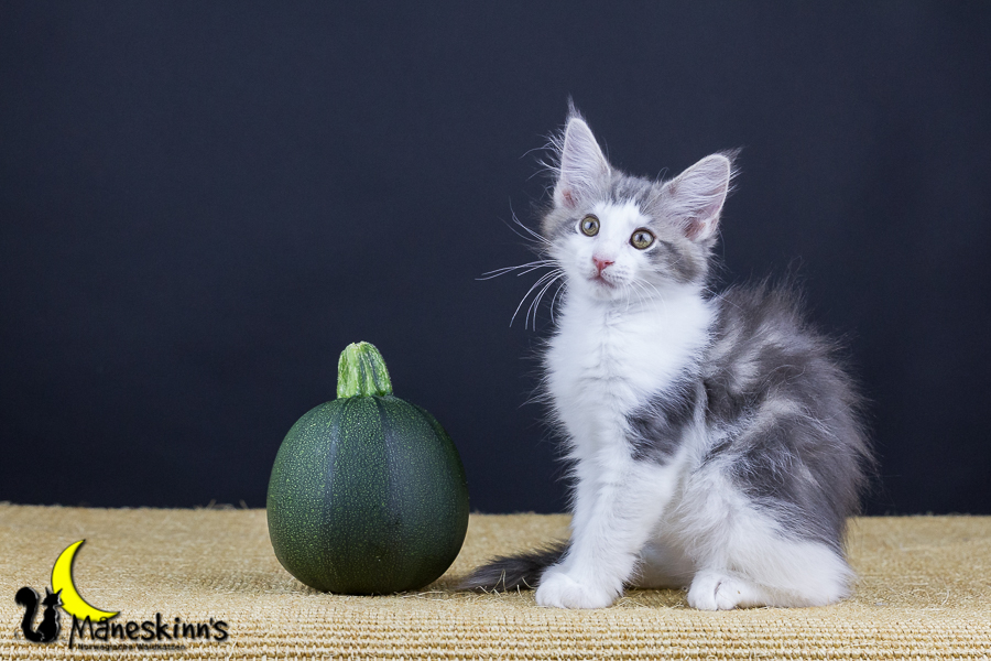 Yemaya (77 Tage alt)