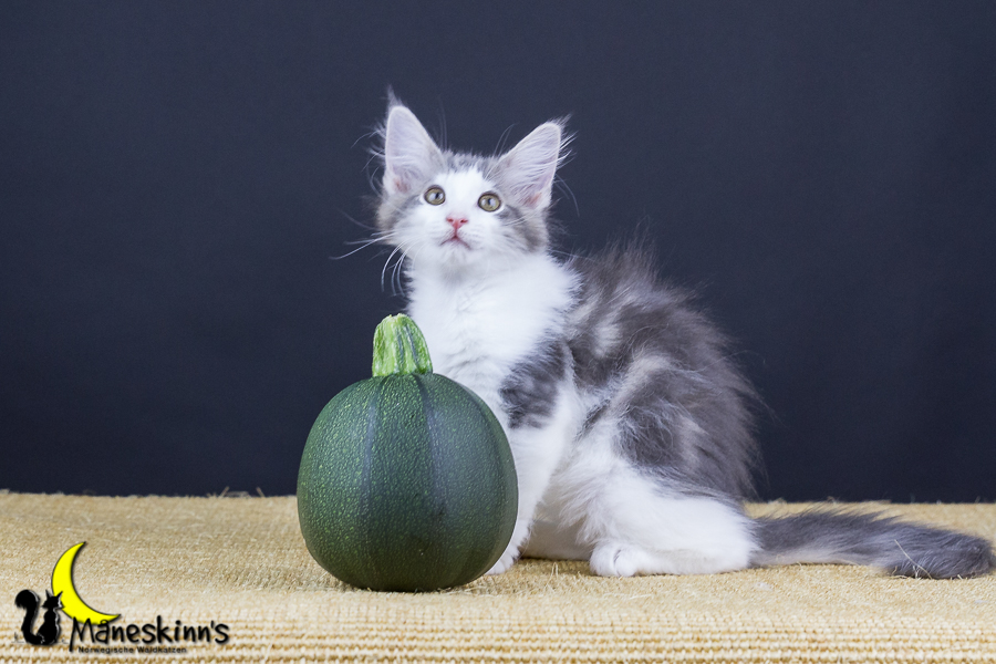 Yemaya (77 Tage alt)