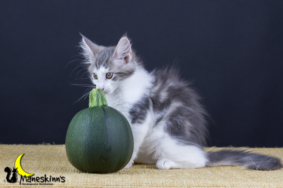 Yemaya (77 Tage alt)