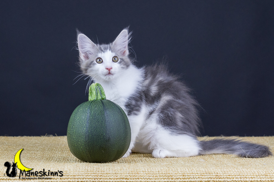 Yemaya (77 Tage alt)