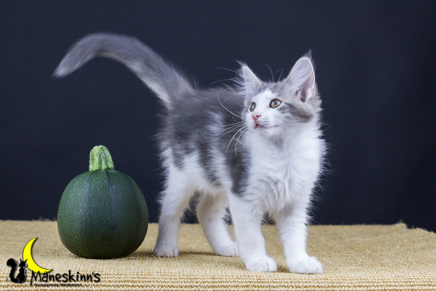 Yemaya (77 Tage alt)