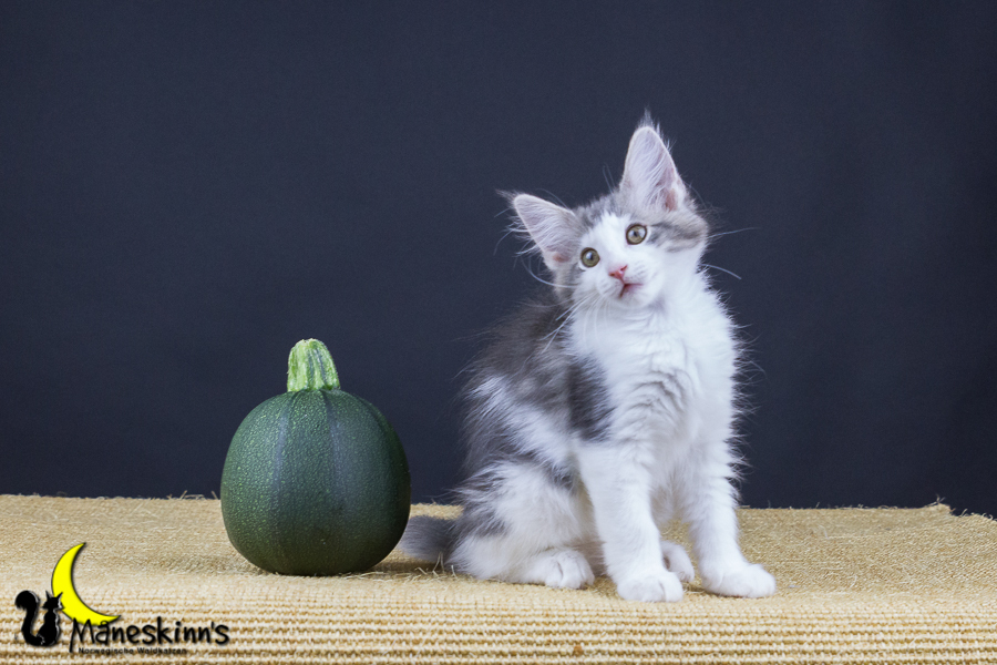 Yemaya (77 Tage alt)