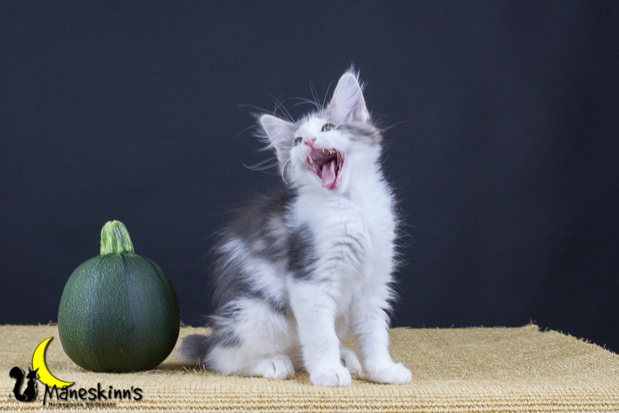 Yemaya (77 Tage alt)