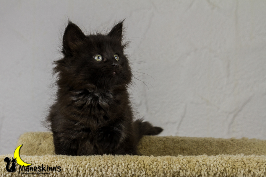 Zazou (43 Tage alt)