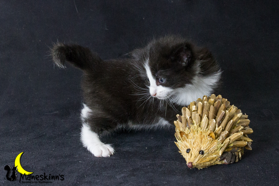 Arya (26 Tage alt)