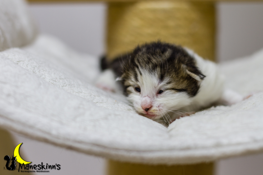 Camran (13 Tage alt)