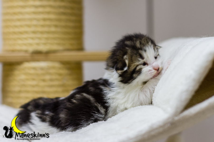 Camran (13 Tage alt)